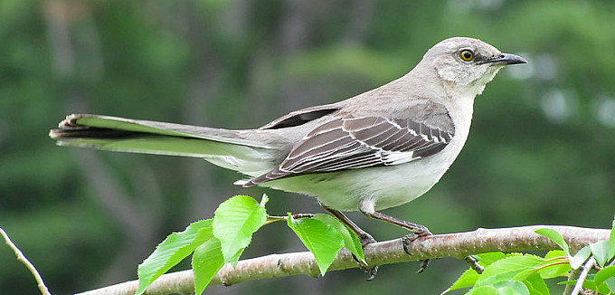 Northern Mockingbird