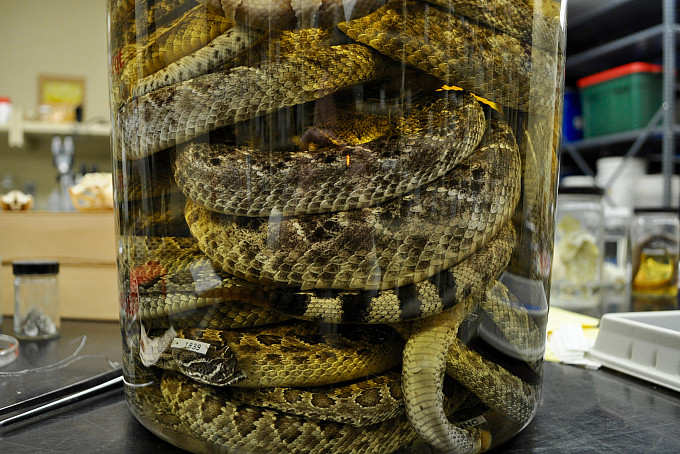 Snakes in a jar