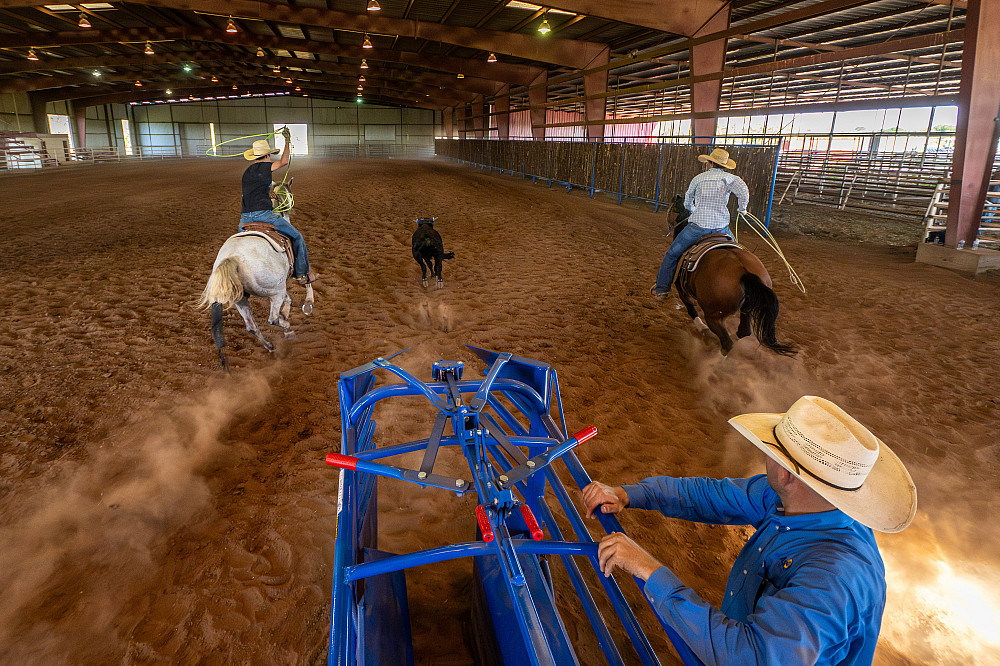 Two Angelo State cowboys riding horses roping a calf