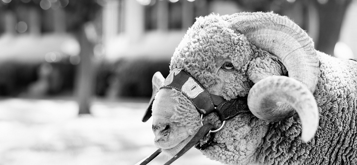 Dominic, Angelo State's ram mascot, outside.