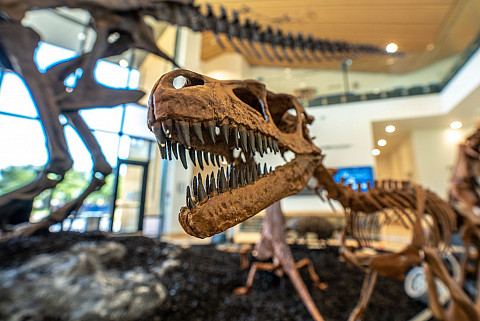 Dinosaurs exhibit in the Mayer Museum.