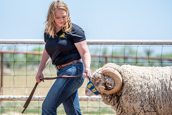 A student walking with Dominque the ram