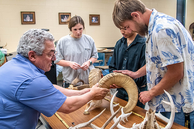 Students measuring the horns of an animal