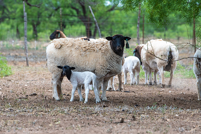 Livestock at the Management Instruction and Research Center