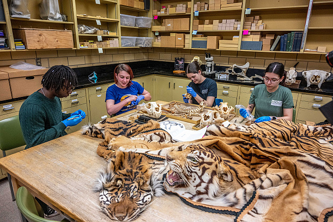 ASU students looking at the collections of the Angelo State Natural History Collections.
