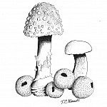 Mushrooms