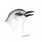 Bird out of breath