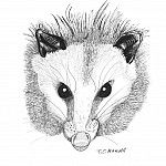 Opossum face
