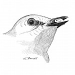 Bird with Corn