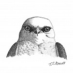 White Faced Hawk