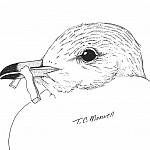 Seagull and French Fry