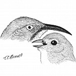 Thrasher and other bird face