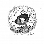 Barn Swallow in Nest