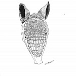 Armadillo Face