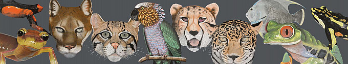 Terry Maxwell's wildlife chalk renderings.